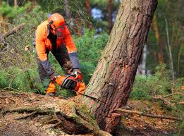 How Our Tree Care Process Works  in  Kiryas Joel, NY