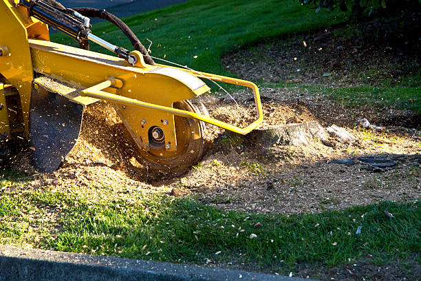 Best Tree Disease Treatment  in Kiryas Joel, NY